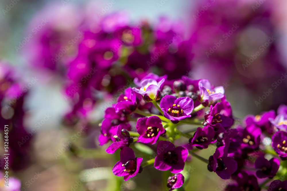 Vibrant Lobularia maritima (Alyssum maritimum) flowers Vibrant Lobularia maritima (Alyssum maritimum) flowers