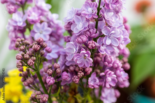Purple Syringa or Lilac trees ornamental tree, with delectably fragrant, conical shaped spring flowers 