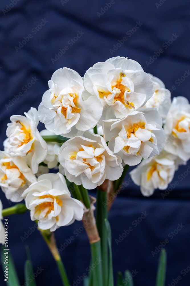 Fragrant white narcissus Erlicheer Fragrant white narcissus Erlicheer