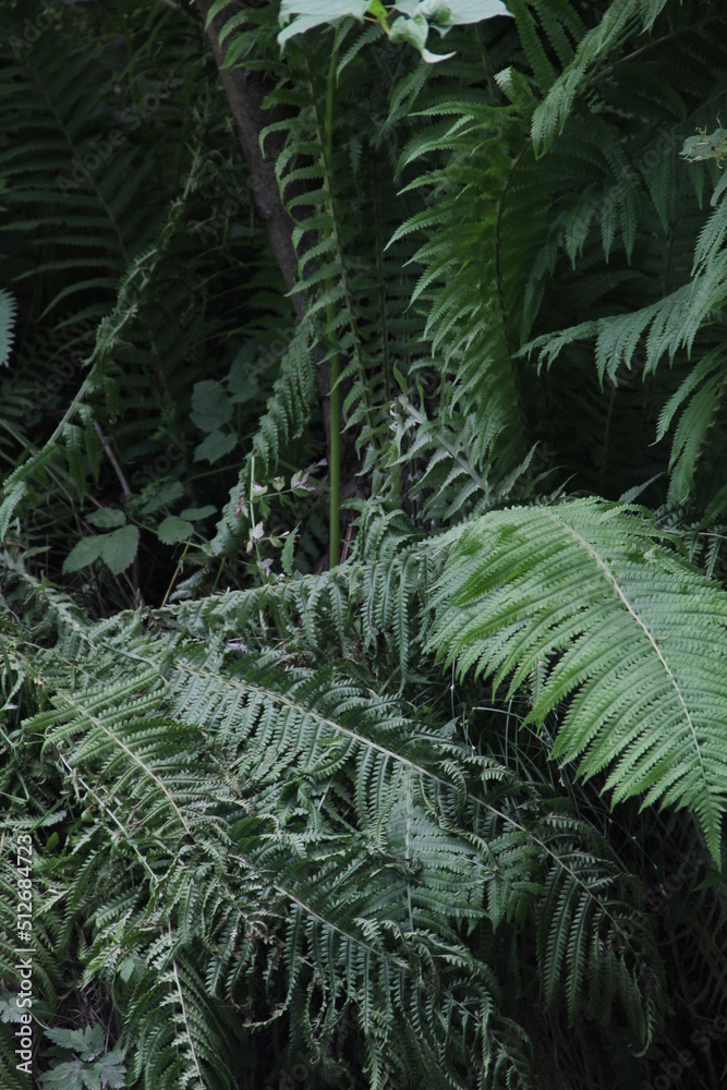 green background jungle fern leaves green background jungle fern leaves