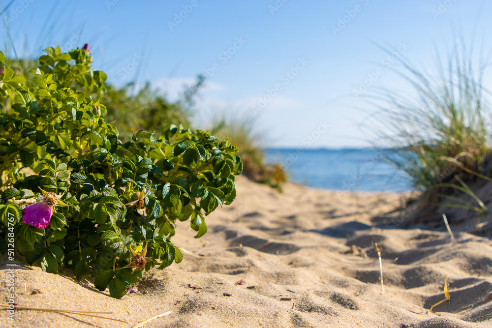 Sandy path through dune to beach