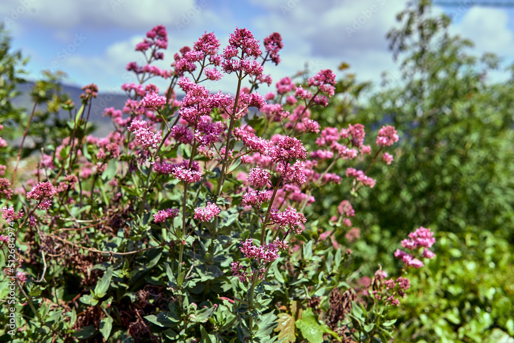 Centranthus ruber, also known as Red Valerian, Milamores, St. George's wort, St. George's wort, Centranthus ruber, Centranthus ruber or Alfeñique. Selective focus. Centranthus ruber, also known as Red Valerian, Milamores, St. George's wort, St. George's wort, Centranthus ruber, Centranthus ruber or Alfeñique. Selective focus.