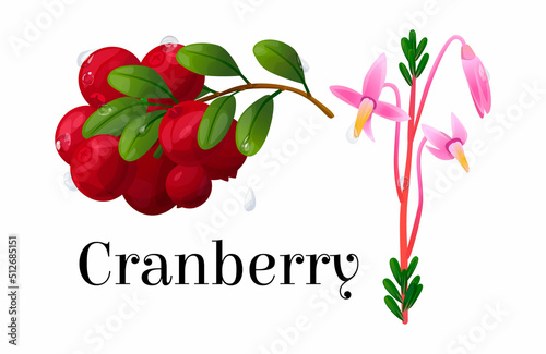 Vector realistic isolated illustration of scheme branch with cranberry berries and sprout with flower. Text name shrub. Concept botany, plant, berry, food, fruit. You can use in web design, card, etc.