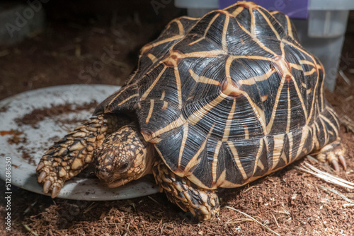 Indian star tortoises are easily recognizable by their beautifully star-patterned shells.