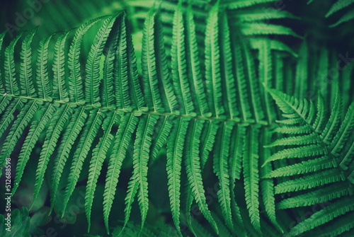 Nature background - forest plant fern