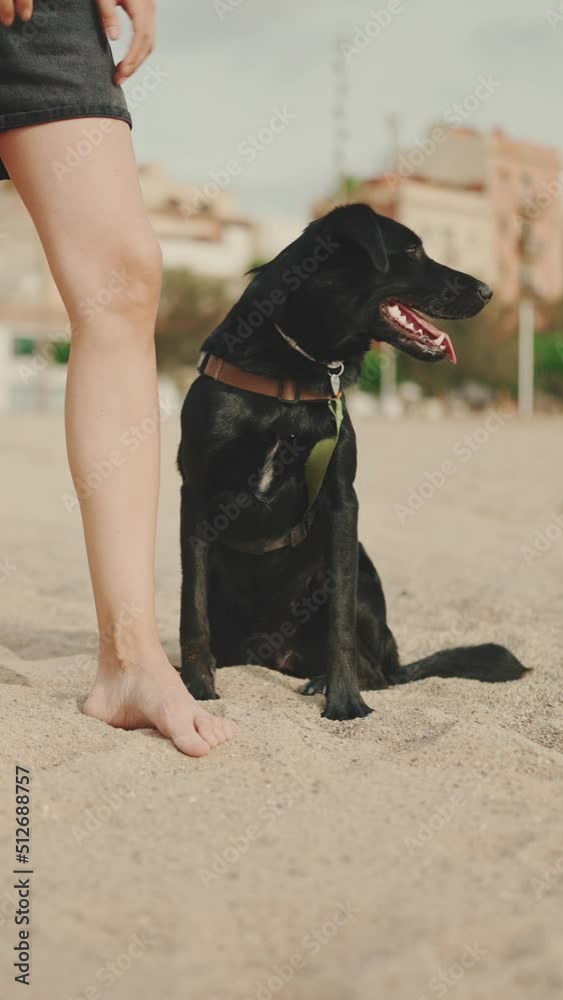 VERTICAL VIDEO: Black dog sits next to girl on the sand on the beach on modern building background VERTICAL VIDEO: Black dog sits next to girl on the sand on the beach on modern building background
