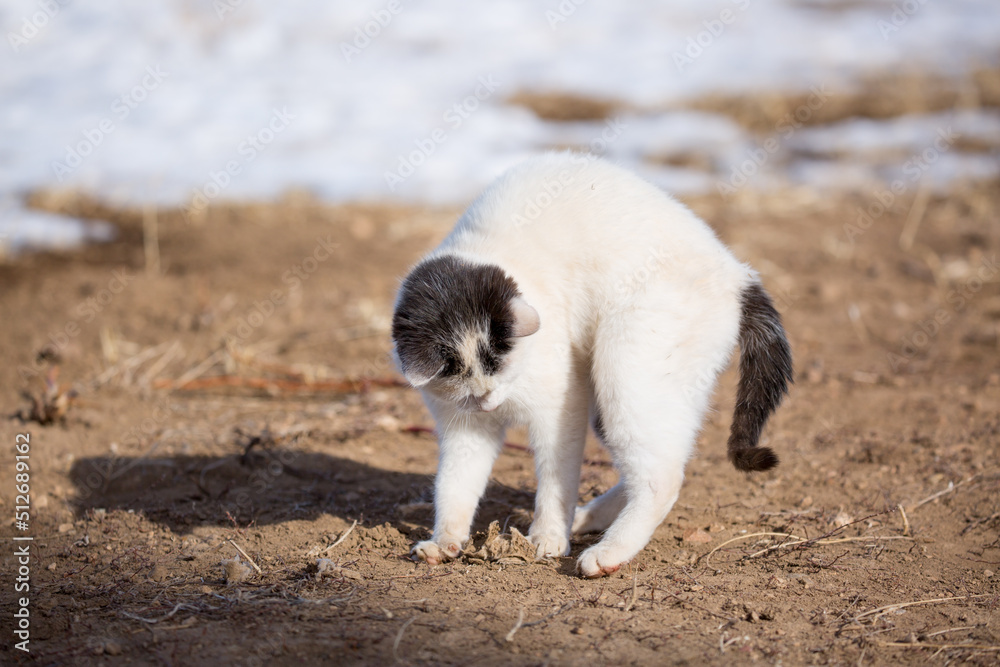 A homeless stray cat on the ground, amid the snow sits playing and walking. The kitten screams asks to eat. The concept of protecting stray animals.