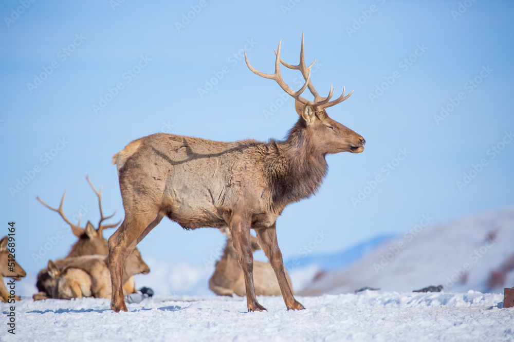 Deer in the snow in the natural streak of the nature reserve in the mountains. The symbol of the New Year and Christmas of the team of Santa Claus, the leader of the pack of the leader of the reindeer