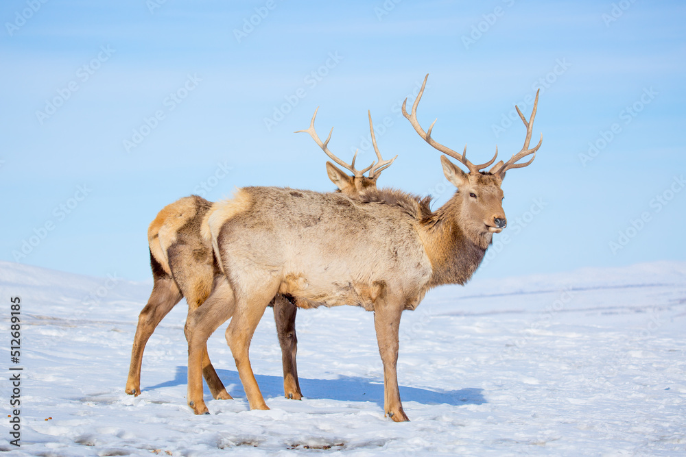 Deer in the snow in the natural streak of the nature reserve in the mountains. The symbol of the New Year and Christmas of the team of Santa Claus, the leader of the pack of the leader of the reindeer Deer in the snow in the natural streak of the nature reserve in the mountains. The symbol of the New Year and Christmas of the team of Santa Claus, the leader of the pack of the leader of the reindeer