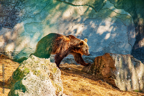 The Eurasian brown bear (Ursus arctos arctos), also known as the common brown bear. Brown bear on the rocks. photo