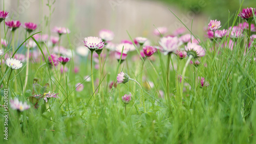 Summer flowers growing in garden city. Close up colorful marguerite daisy soft pink color. Abstract shot daisy marguerite in bloom