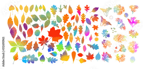 Set of colorful autumn leaves. Vector illustration