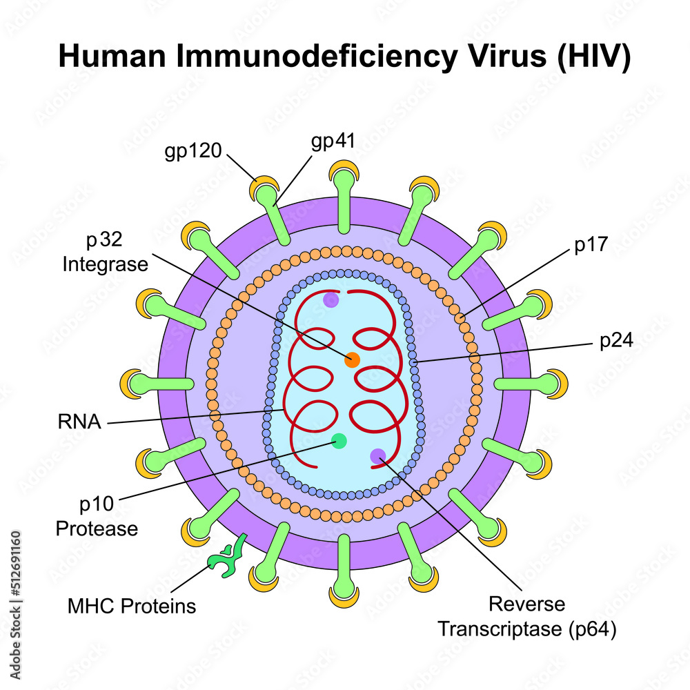 Scientific Designing of Human Immunodeficiency Virus (HIV) Structure. Colorful Symbols. Vector Illustration. - obrazy, fototapety, plakaty 