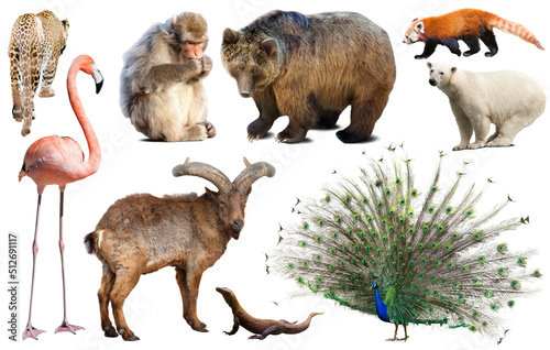assortment of many kind of asian wild birds, reptiles and animals on white ba...