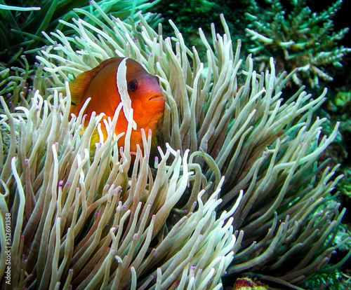 Anemonefish in it's hose Anemone in Fiji