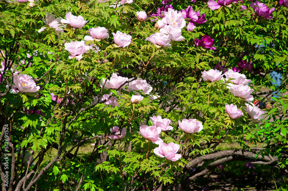 Beautiful pink and purple Paeonia suffruticosa flowers close-up in a summer garden