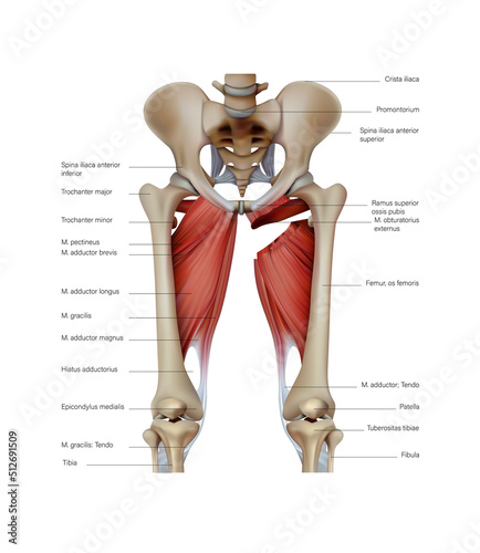 Anatomy and structure of the muscles of the human leg. Vector 3D illustration