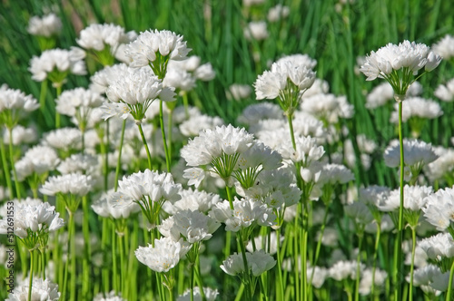 Bright white flowers of allium zebdanense close-up in the garden against the background of green grass