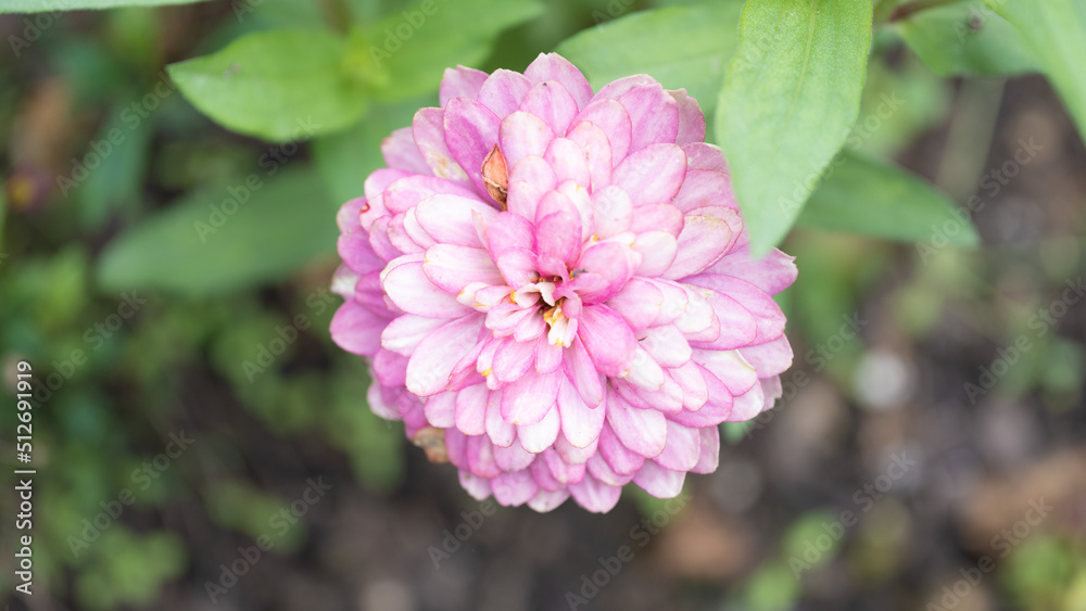 モネの庭にあるピンク色の花 モネの庭にあるピンク色の花