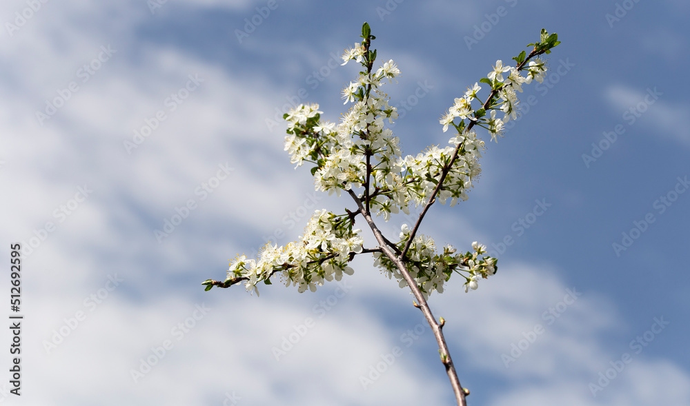 Plum blossom in April. White flowers of fruit tree. Bees and other insects pollinate flowers. Plum blossom in April. White flowers of fruit tree. Bees and other insects pollinate flowers.