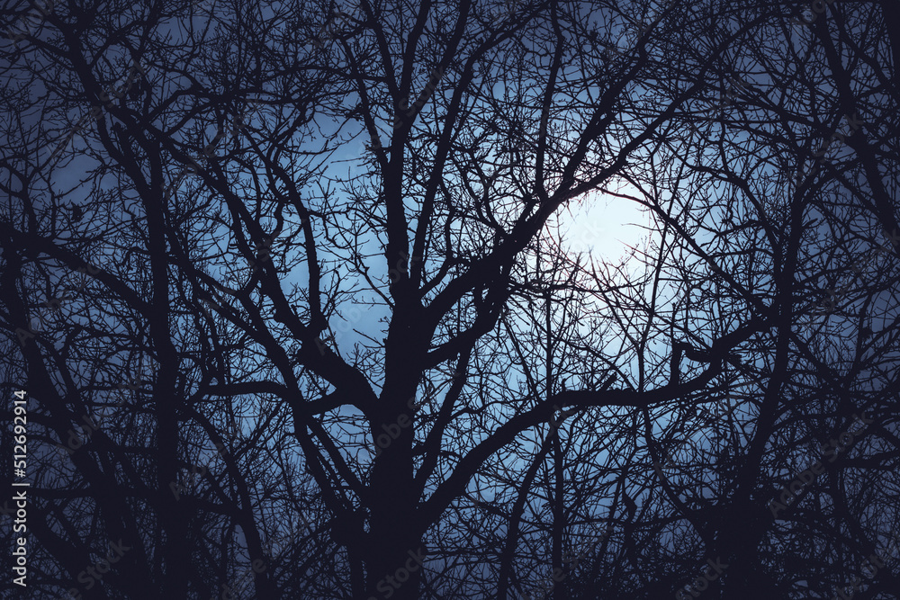 Dark wood. Mysterious Forest. Mystical atmosphere. Paranormal another world. Stranger forest in a fog. Background wallpaper. Scary forest trees in a fog. Dark wood. Mysterious Forest. Mystical atmosphere. Paranormal another world. Stranger forest in a fog. Background wallpaper. Scary forest trees in a fog.