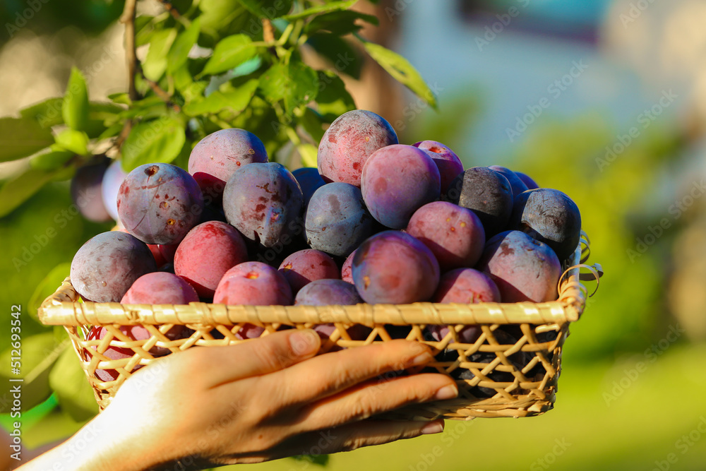 Plums harvest.Ripe Plums in a wicker basket in the sun in the summer garden.Fresh plums set in hands. organic bio fruits. plum abundance Plums harvest.Ripe Plums in a wicker basket in the sun in the summer garden.Fresh plums set in hands. organic bio fruits. plum abundance