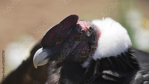 This close up video shows a Andean Condor (Vultur gryphus) turning it's head in slow motion. photo