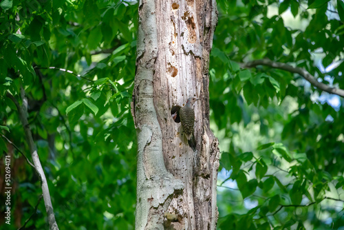 Fototapeta Naklejka Na Ścianę i Meble -  The Northern flicker (Colaptes auratus) nesting in Wisconsin. North American bird.