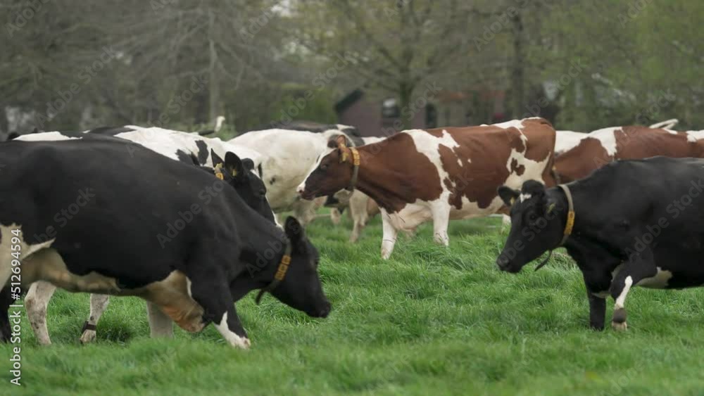 Happy cows enjoy spring meadow for the first time, slow motion view Happy cows enjoy spring meadow for the first time, slow motion view
