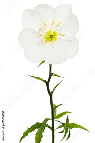 White flower of Oenothera, isolated on white background