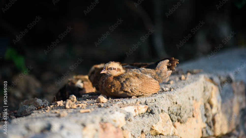 chick with chicken, feeding, hen
chick with chicken, feeding, hen