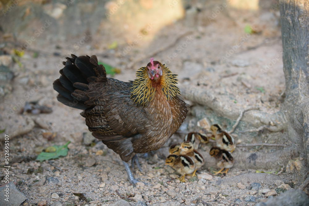 chick with chicken, feeding, hen
chick with chicken, feeding, hen