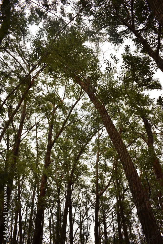 Obraz premium trees in the woods