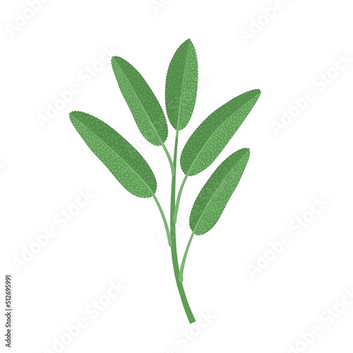 Vector illustration of sage or Salvia officinalis leaf, isolated on white background. photo