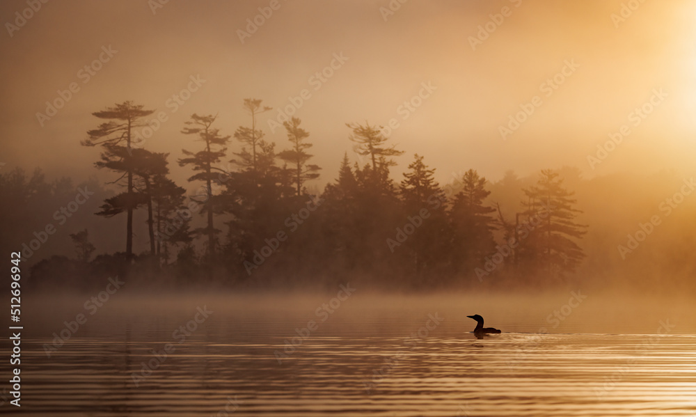 Fotografie Common loon at sunrise
