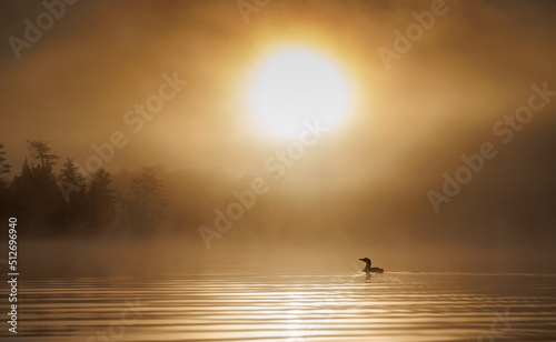 Bilde på lerret Common loon at sunrise