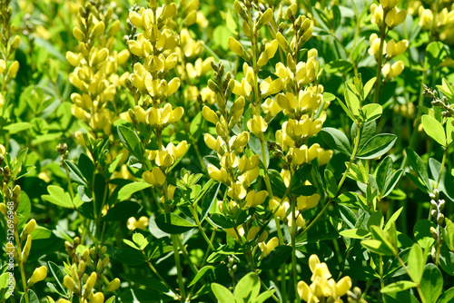 Yellow wild indigo ( Botanical name ) Baptisia sphaerocarpa is a hebaceous perennial. Showy yellow flowers bloom in spring. Pea shaped blossoms grow on an attractive greenish yellow stem.  photo