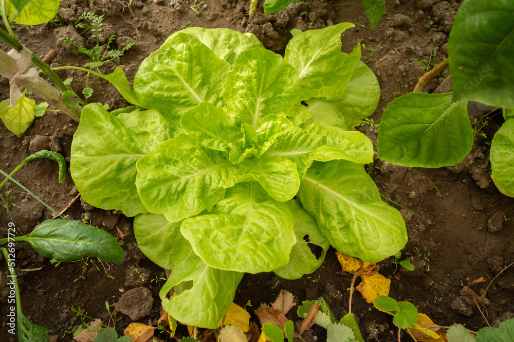 lettuce growing in the garden lettuce growing in the garden