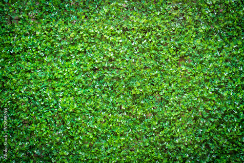 Green leaf fresh nature background