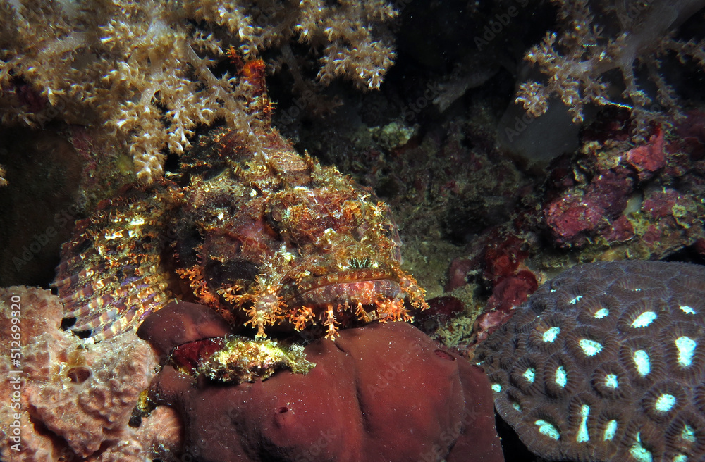 Fototapeta premium Bearded scorpionfish camouflaged amongst corals Cebu Philippines
