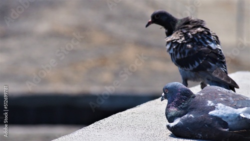 鳩