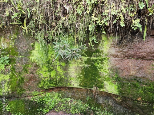 musgo verde na parede de pedra