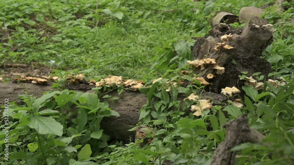 Polypores, big polyporous fungus, oyster mushrooms, Pleurotus ostreatus, grown on cut tree trunk in a forest. West Bengal, India. Slow motion footage. Polypores, big polyporous fungus, oyster mushrooms, Pleurotus ostreatus, grown on cut tree trunk in a forest. West Bengal, India. Slow motion footage.