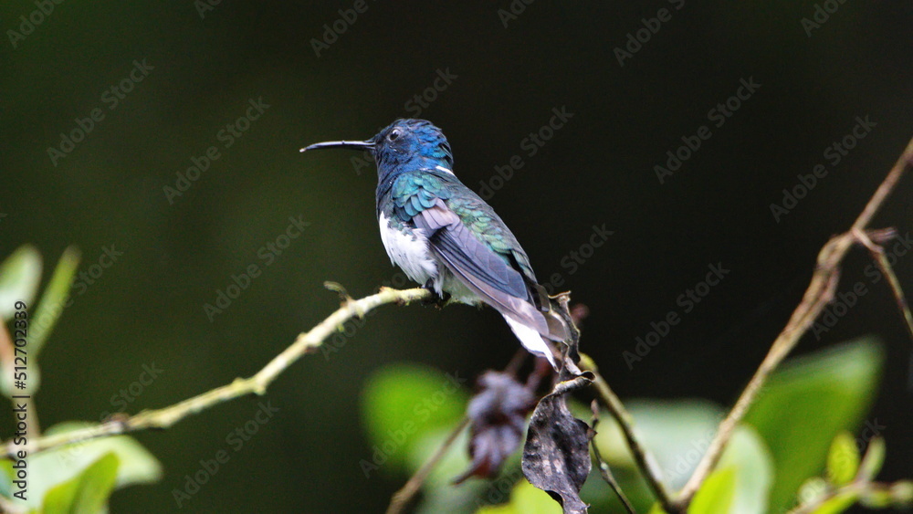 Naklejka premium White-necked jacobin (Florisuga mellivora) hummingbird perched on a twig in Mindo, Ecuador
