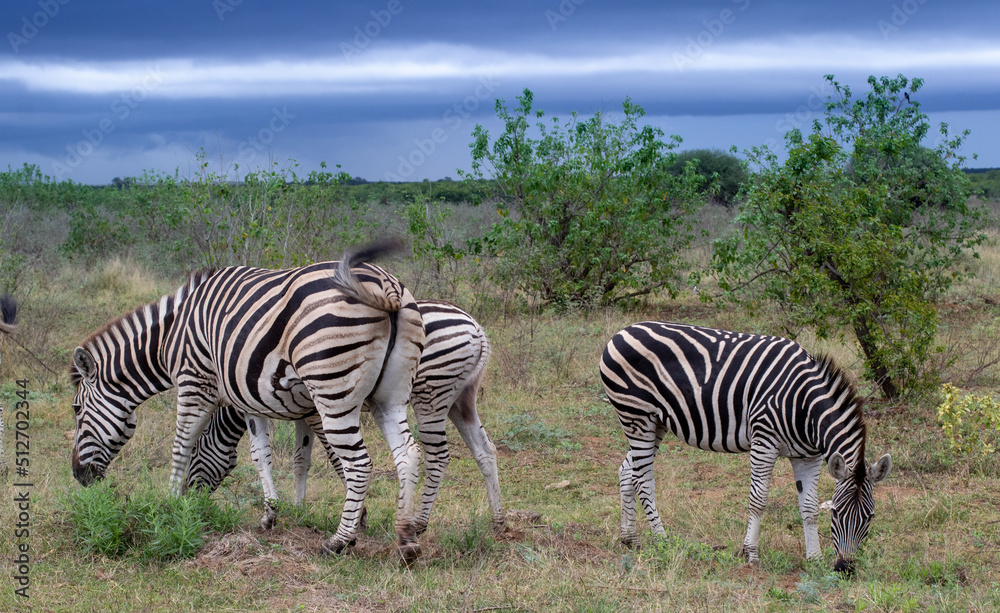 Obraz premium Zebras forage in the wild isolated against a stormy background
