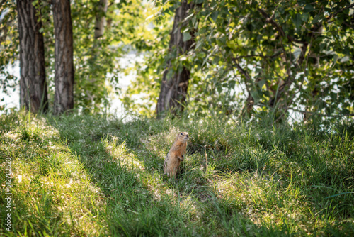 wildlife. a cute little gopher is sitting in the grass and fluff among the trees