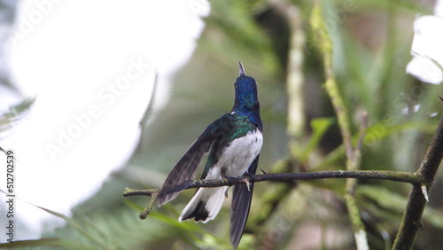 White-necked jacobin (Florisuga mellivora) hummingbird perched on a twig with its wings extended in Mindo, Ecuador