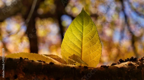 autumn leaves in the forest