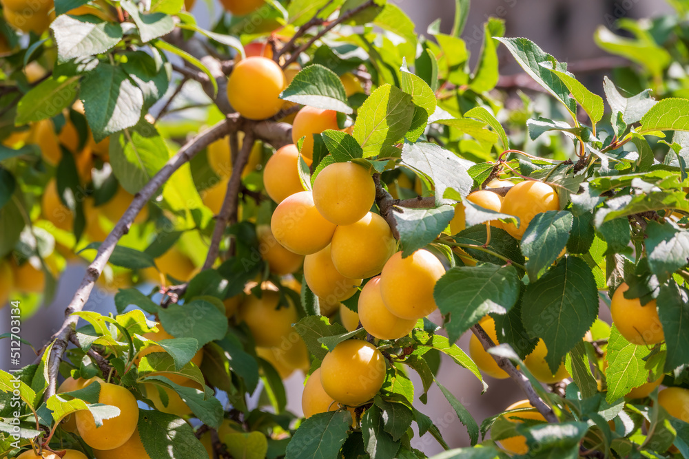 Many apricot fruits on a tree in the garden on a bright summer day. Organic fruits. Healthy food. Ripe apricots.