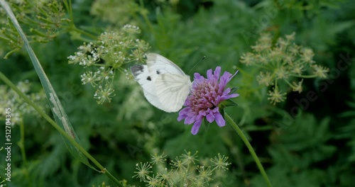 papillon blanc sur une fleur mauve photo